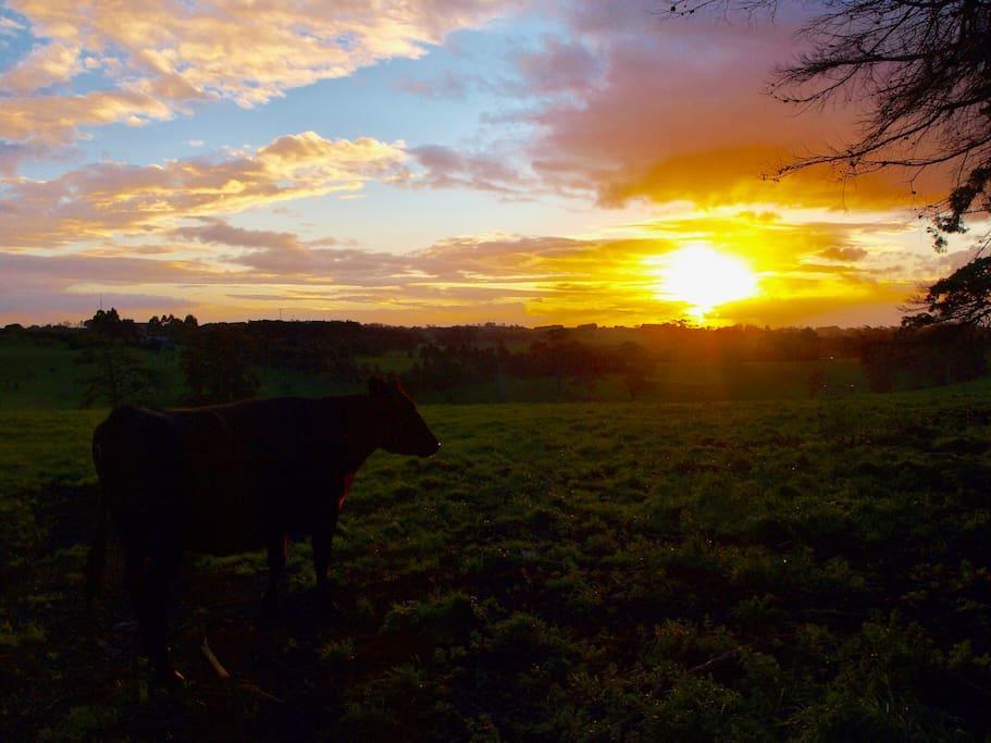 Manderley Park Farmstay B&B Buln Buln Екстер'єр фото